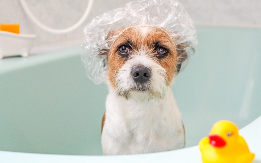 dog in tub with shower cap and rubber duck